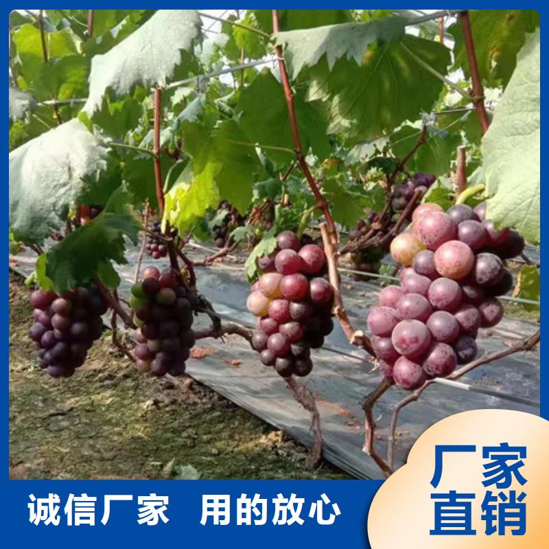 葡萄【花椒苗】设备齐全支持定制质量层层把关