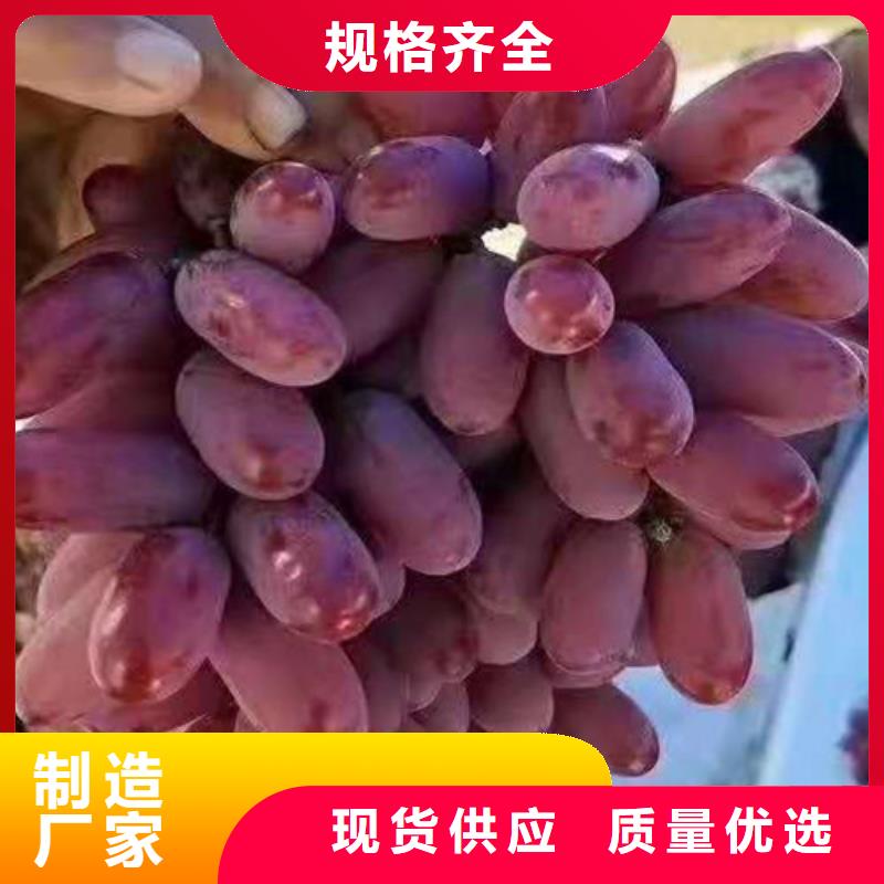 葡萄,草莓苗售后无忧附近生产商