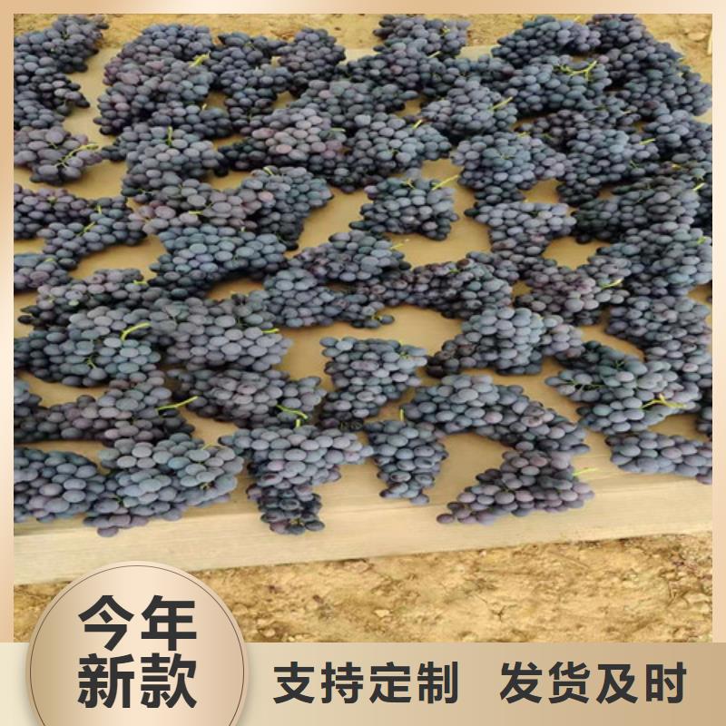 葡萄无花果苗库存量大质量安全可靠