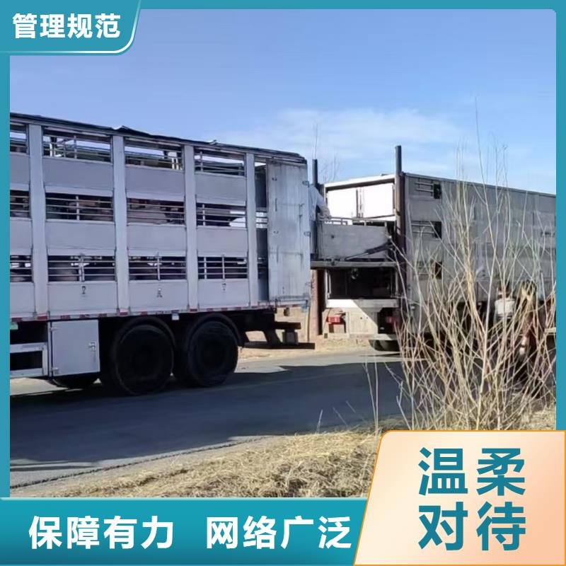 宿迁市沭阳到青岛牲畜运输顺畅