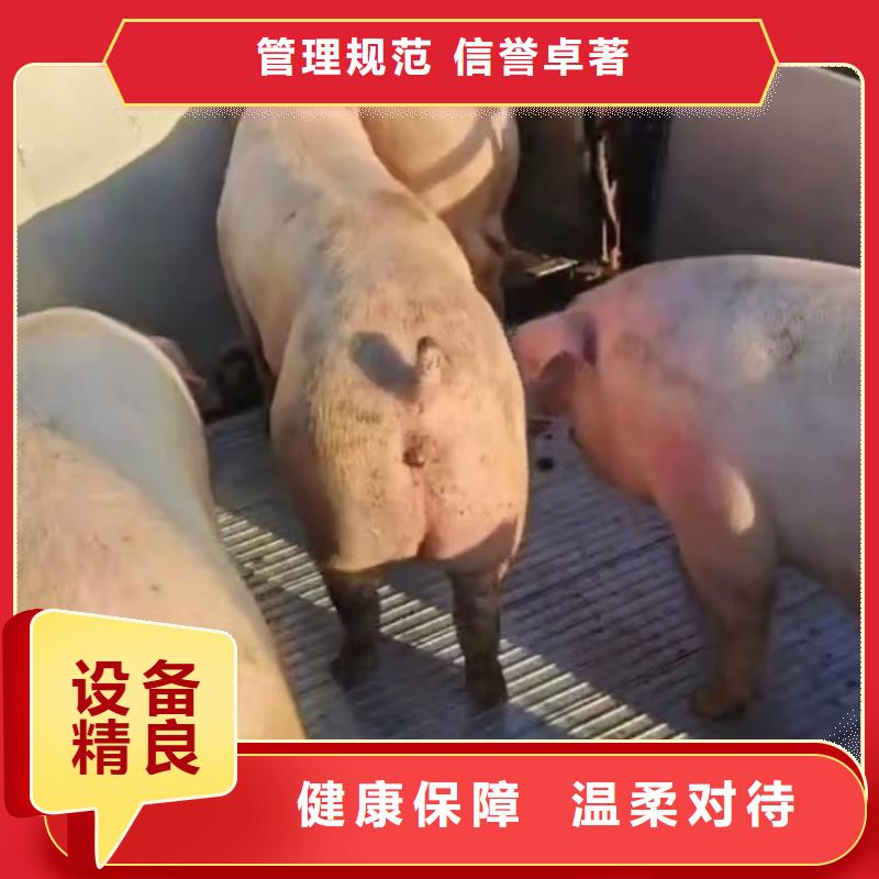 宿迁市泗洪到丽水种猪空调车运输按时到达