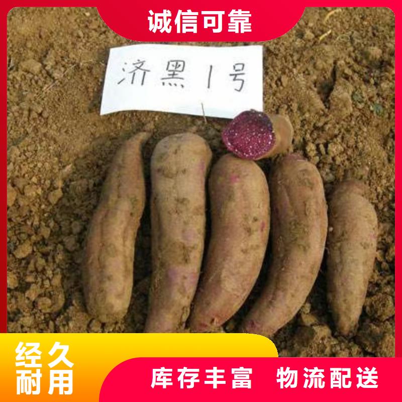 【紫薯苗_羽衣甘蓝粉专注生产制造多年】不断创新