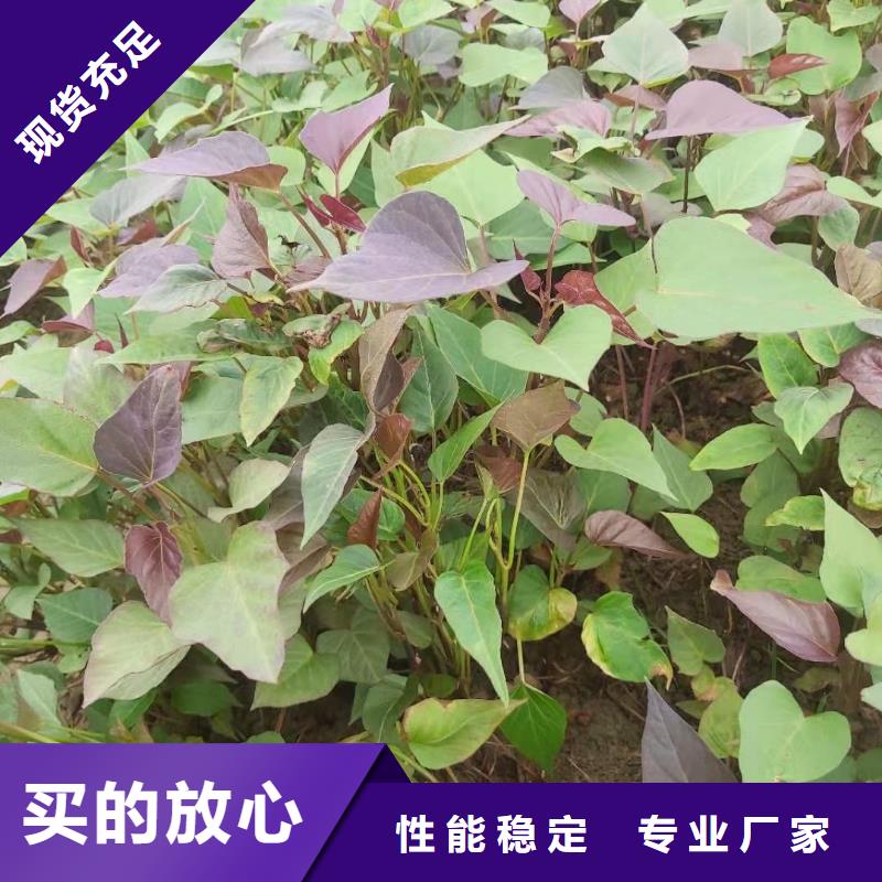 紫薯苗【红薯粉】的简单介绍当地制造商