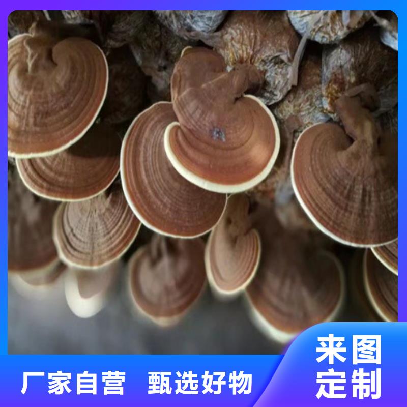 灵芝孢子粉_灵芝菌种工厂采购质优价廉