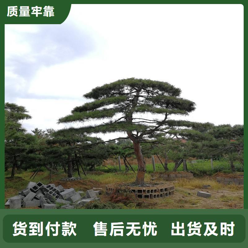 造型松_造型池松质优价保本地厂家