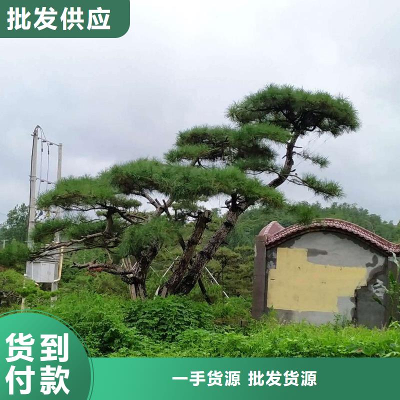 造型松甄选好物本地服务商