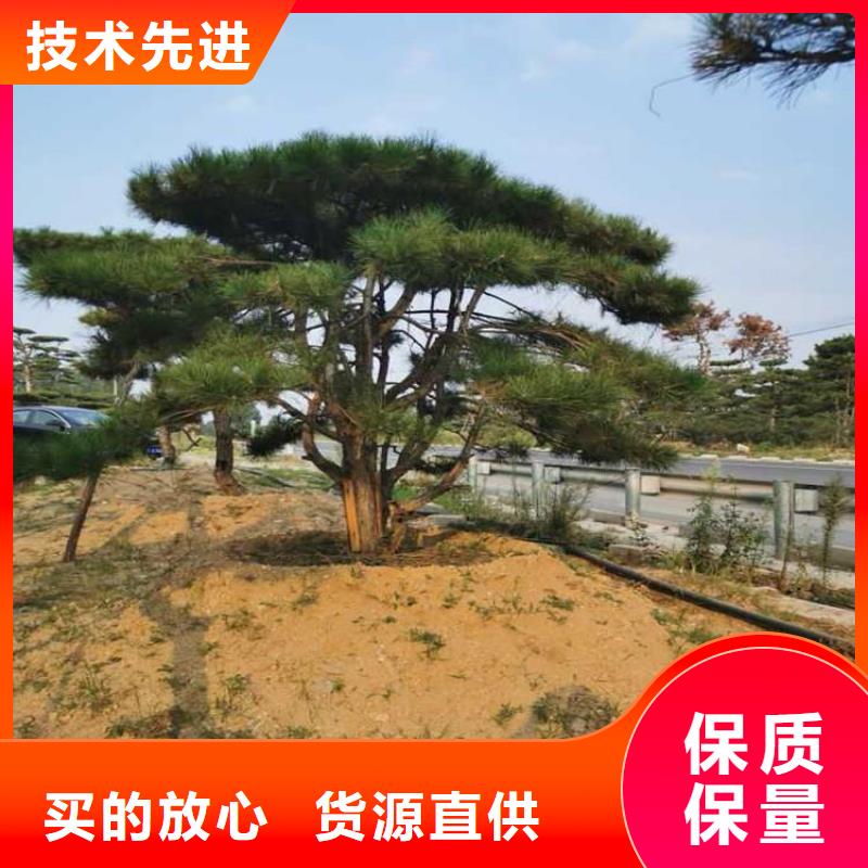 ​造型松厂家规格全同城公司