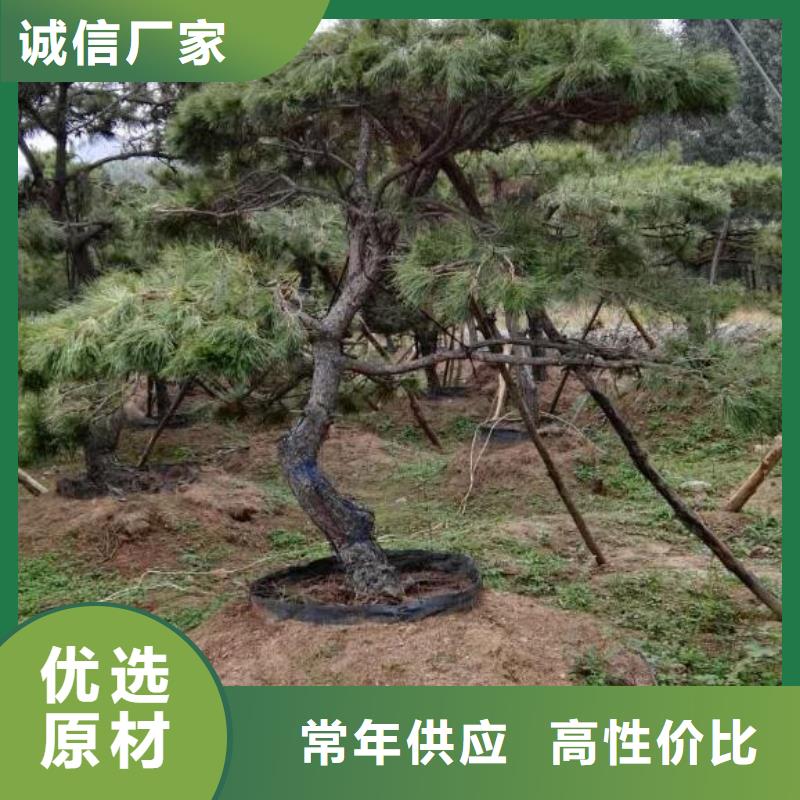 造型松,造型黑松品质优良本地生产厂家