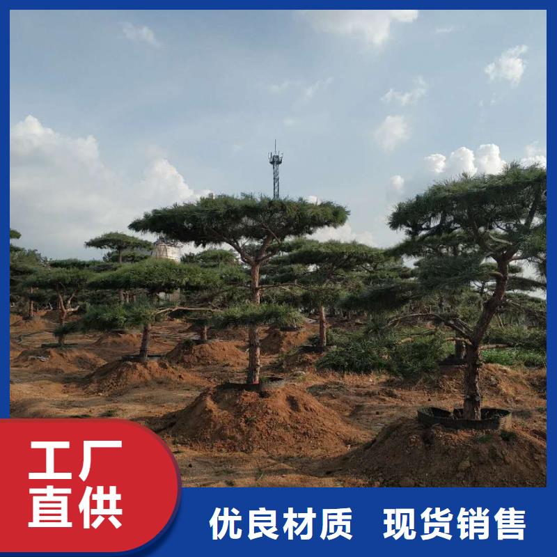 造型松造型松苗木厂家大量现货合作共赢