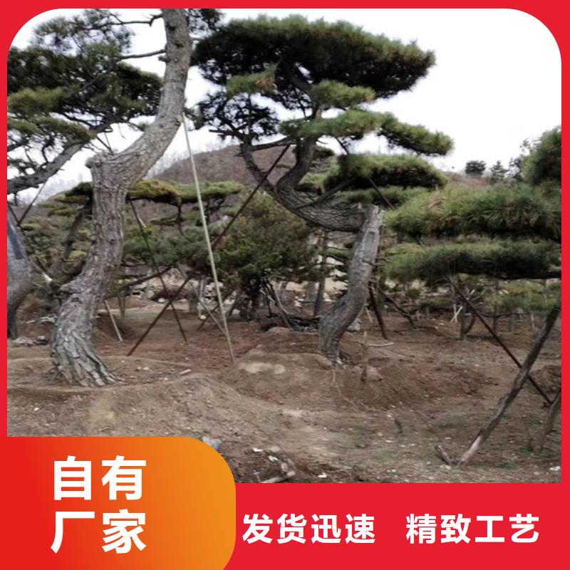 造型松多年经验值得信赖同城货源