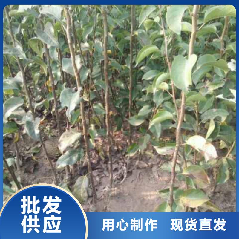 【梨梨树苗基地用心提升细节】同行低价