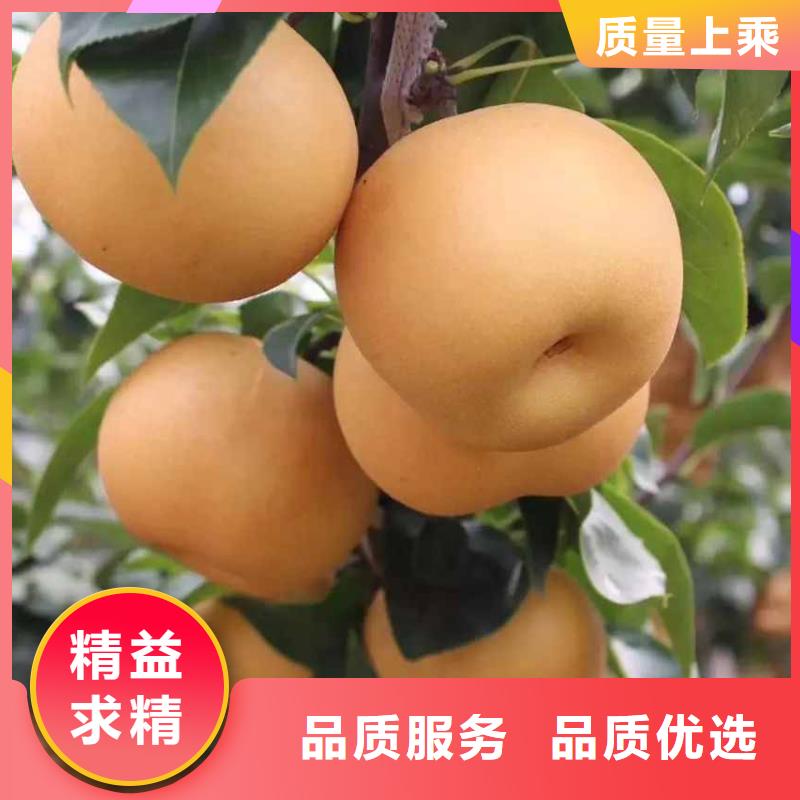 【梨杜梨苗品质商家】同城公司