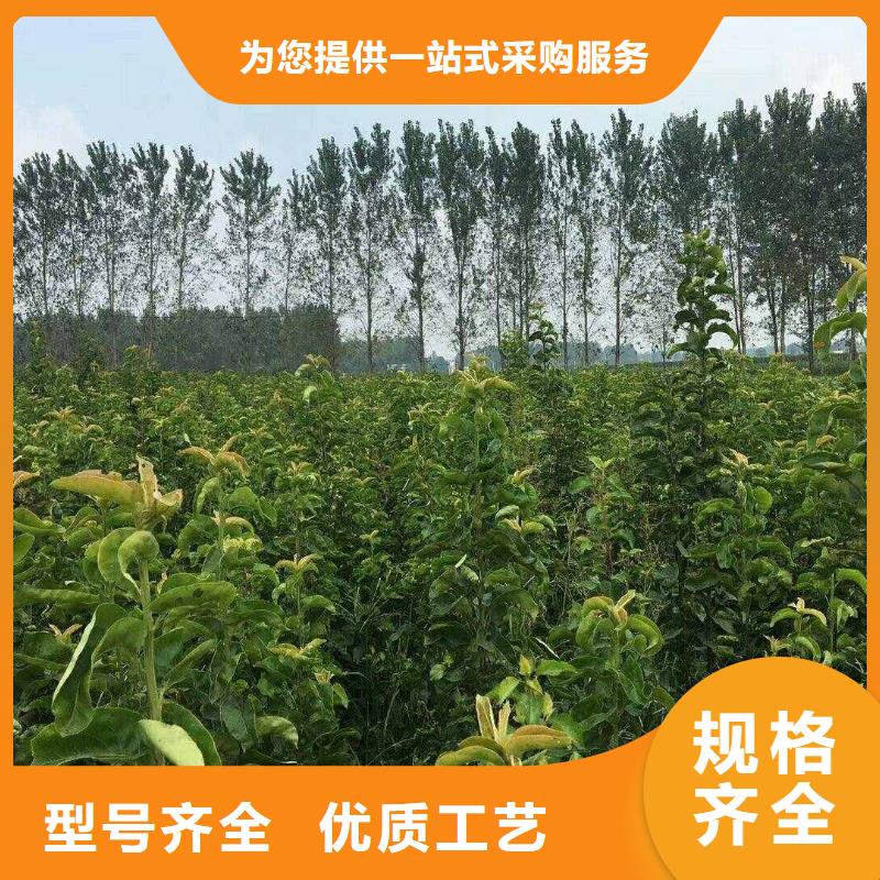 【梨杜梨苗重信誉厂家】货源足质量好