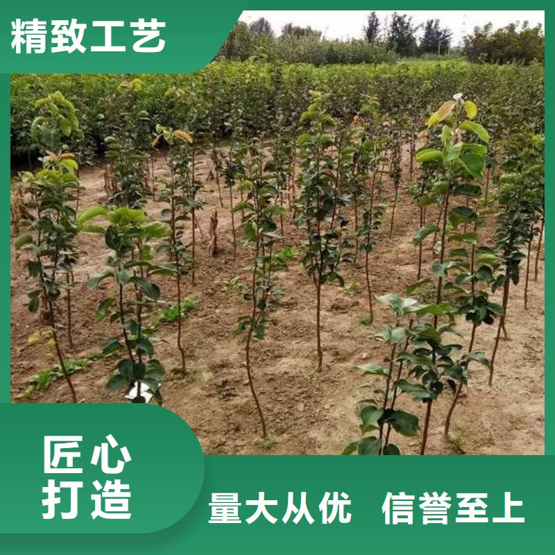 梨-瑞蟠101桃树苗老品牌厂家同城公司