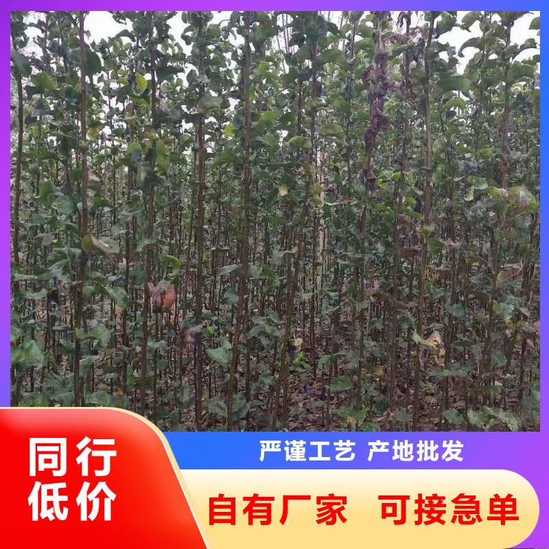 梨杜梨苗一对一为您服务本地品牌