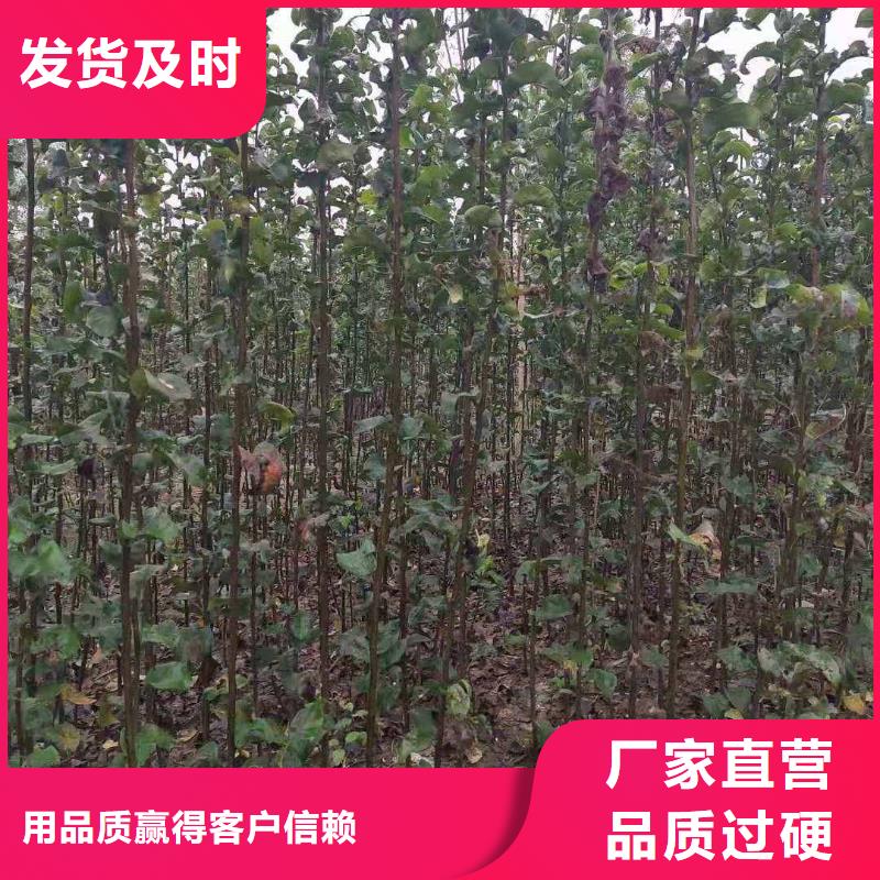 梨新梨7号梨树苗适用范围广附近制造商