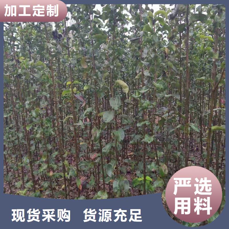 梨杜梨苗支持定制为您精心挑选