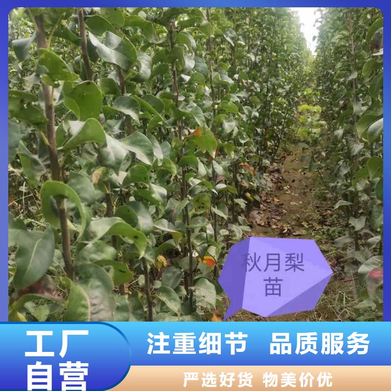 梨玉露香梨树苗用的放心诚信商家