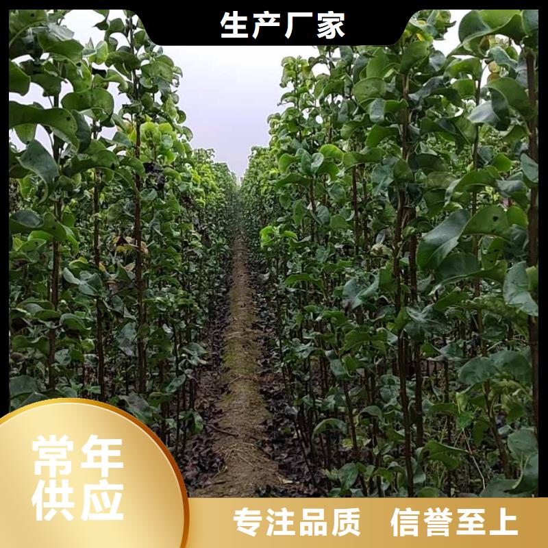 【梨】山桃苗定制零售批发质量安全可靠