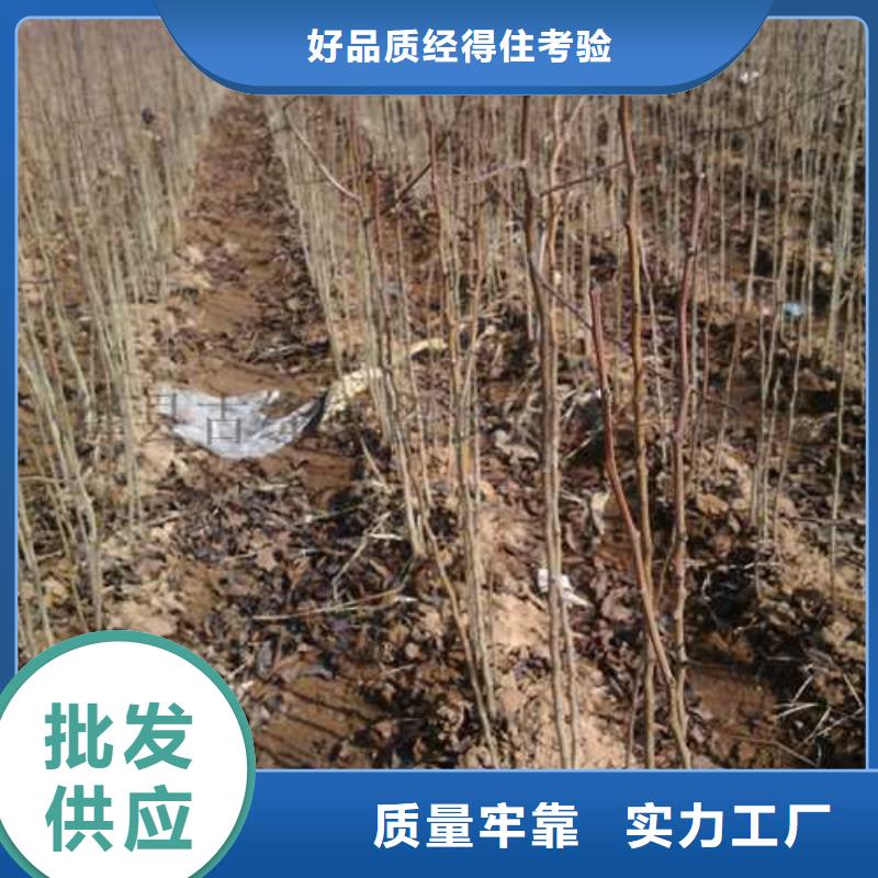 杜梨_梨树苗基地好货直销品牌专营