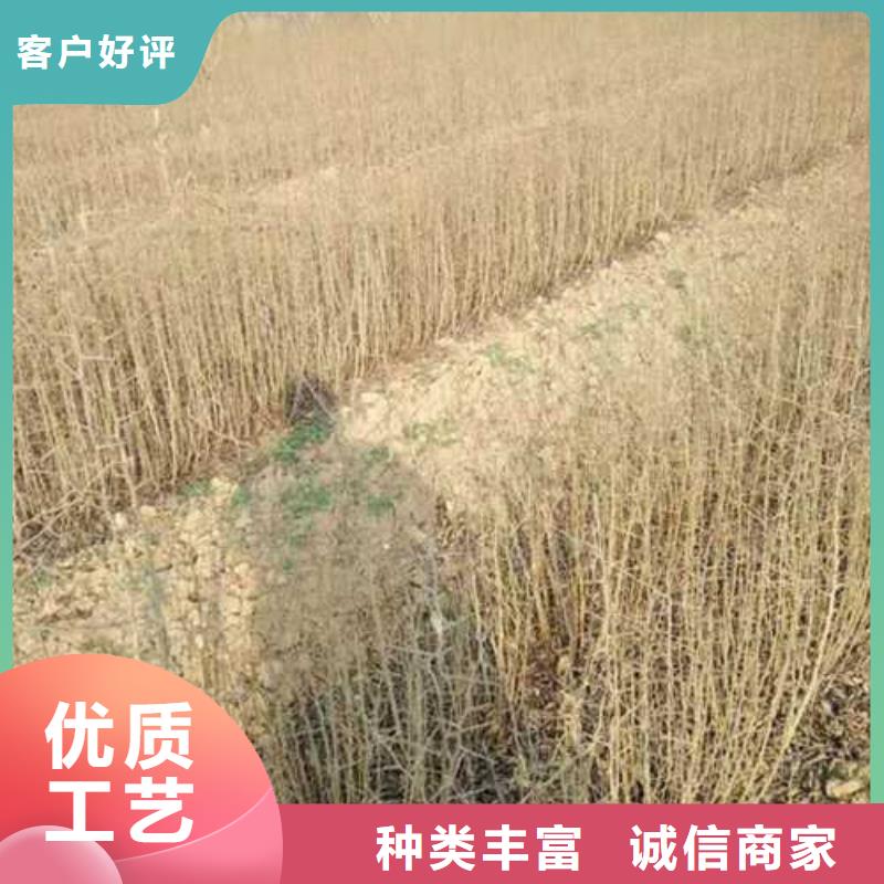 杜梨梨树苗基地品质保证本地厂家