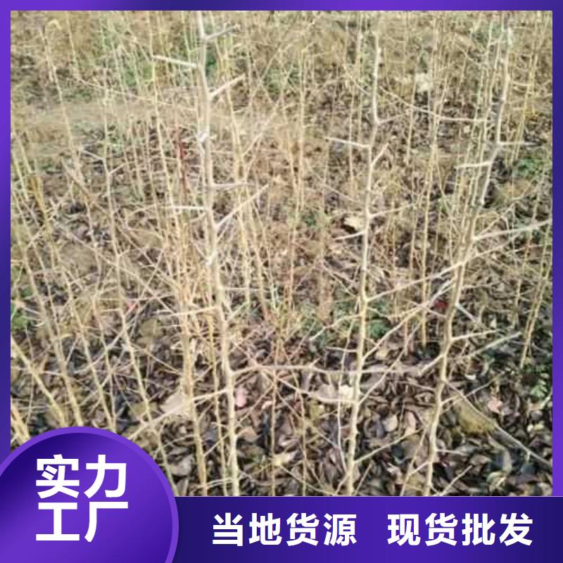 【杜梨-皇冠梨树苗品质商家】选择大厂家省事省心