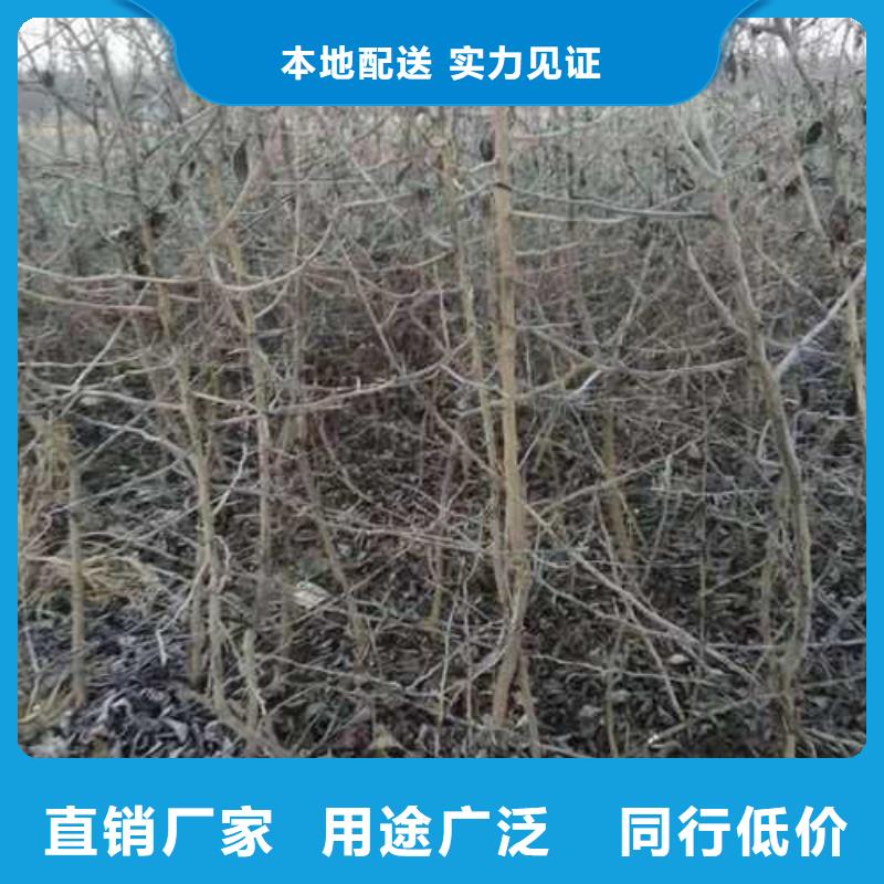 杜梨【梨树苗基地】工厂采购快速发货