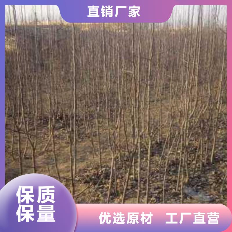 杜梨_【海棠苗】优势附近货源