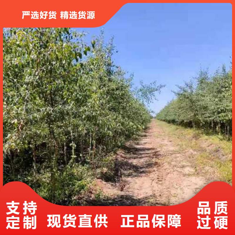 杜梨梨树苗基地发货及时当地经销商