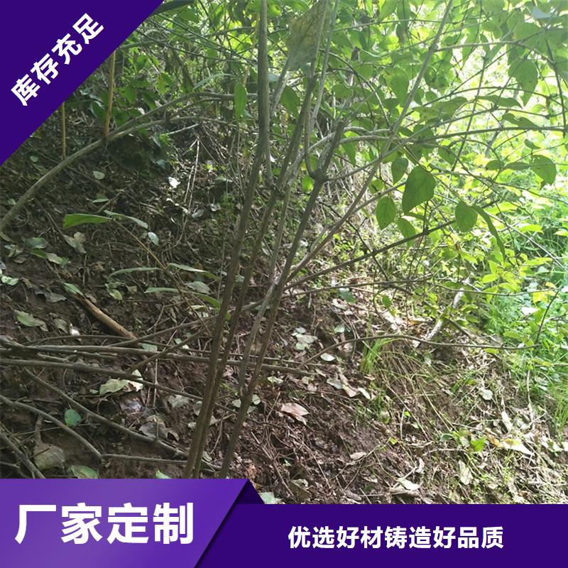 杈杷果蓝莓苗实拍展现质量可靠