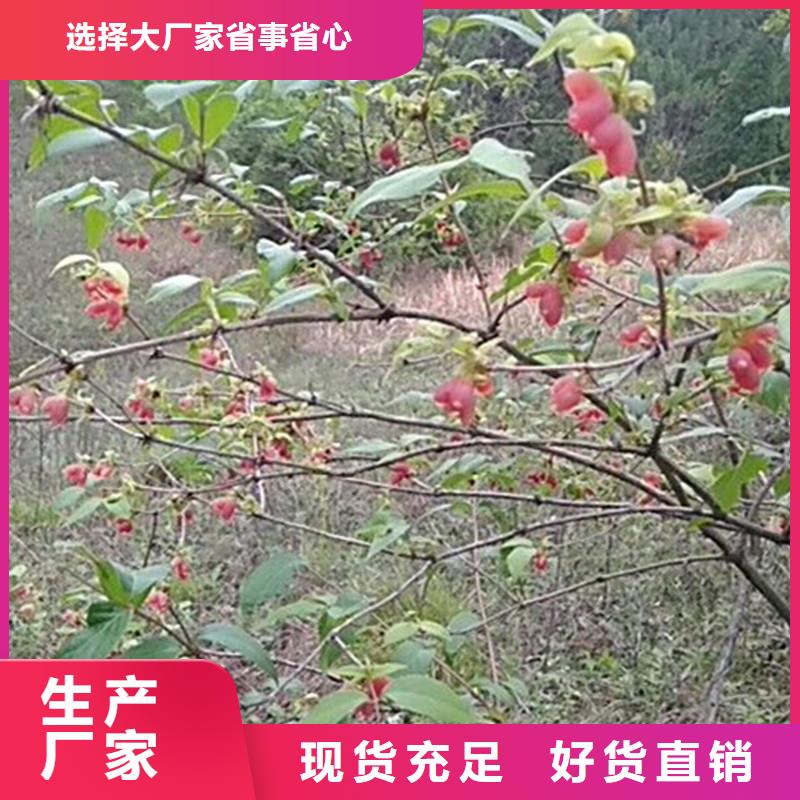 杈杷果梨树苗工厂认证诚信经营现货现发
