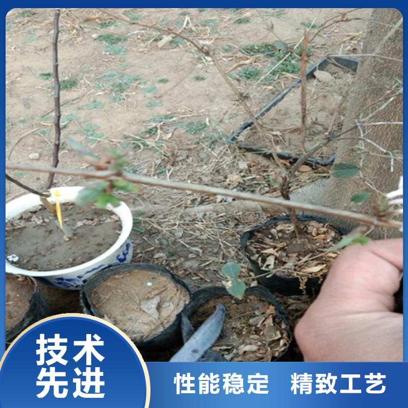 【杈杷果_苹果苗讲信誉保质量】厂家案例