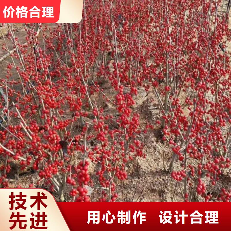 北美冬青,3公分软籽石榴苗按需定做免费获取报价