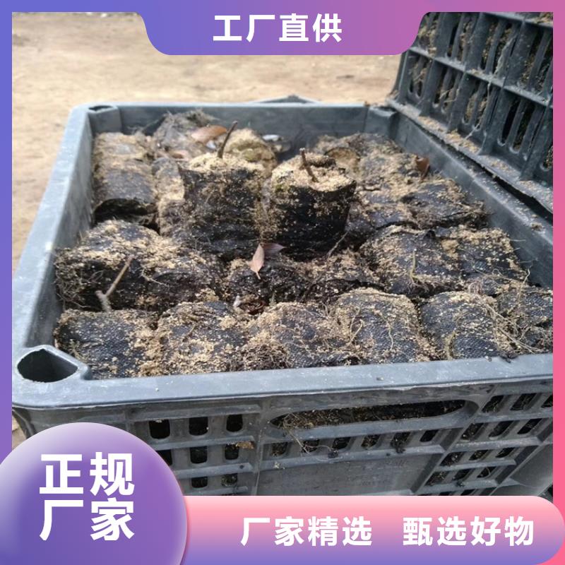 【北美冬青老品牌厂家】本地品牌