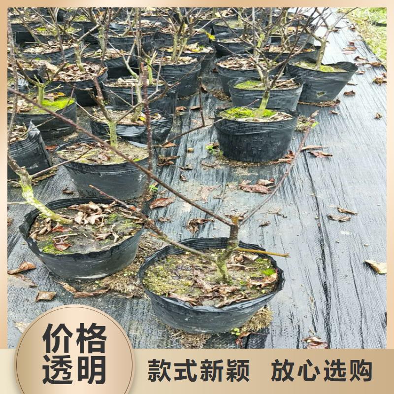 北美冬青【石榴树苗】工厂现货供应专业生产制造厂