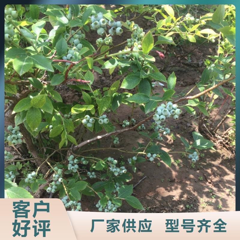 蓝莓苗现货满足大量采购同城服务商
