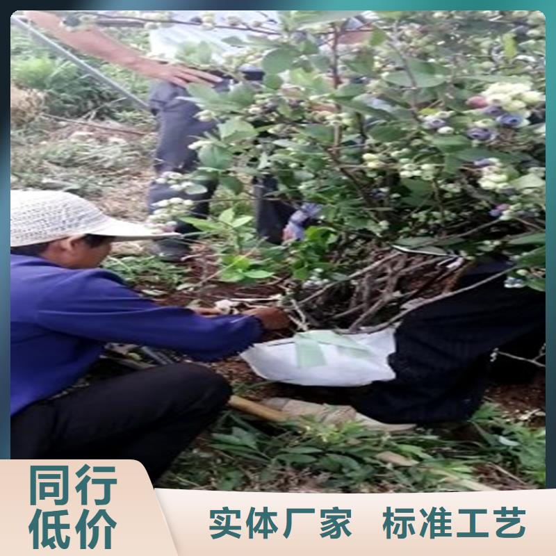 蓝莓苗-桃树苗服务至上质量层层把关