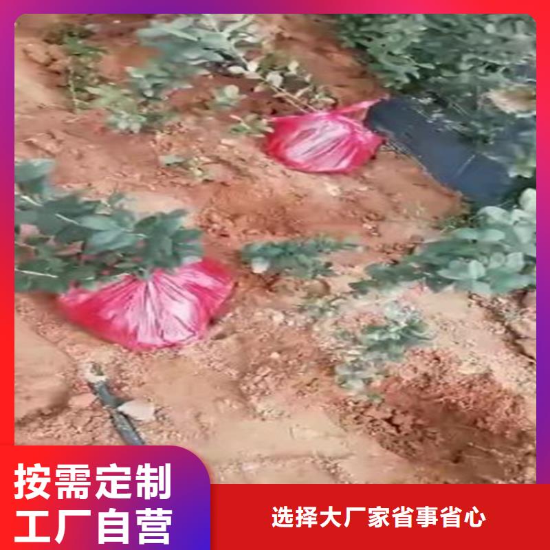 蓝莓苗【樱桃苗】品质好才是硬道理供应商