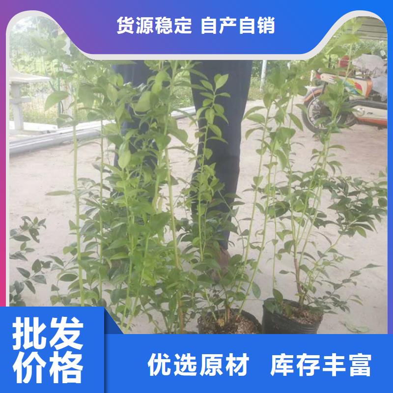 蓝莓苗梨树苗严选用料本地生产厂家