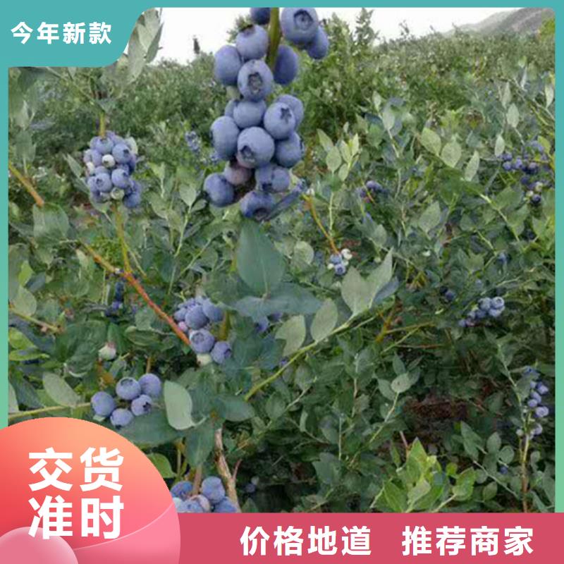 蓝莓苗【蓝莓苗】敢与同行比质量同城供应商