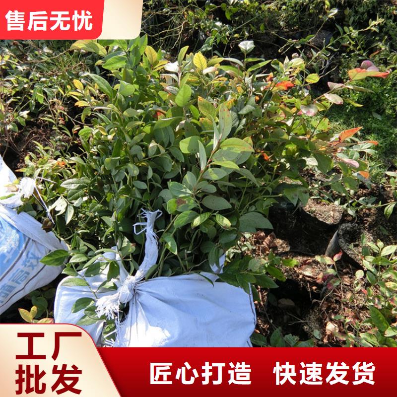 蓝莓苗樱桃苗详细参数本地公司