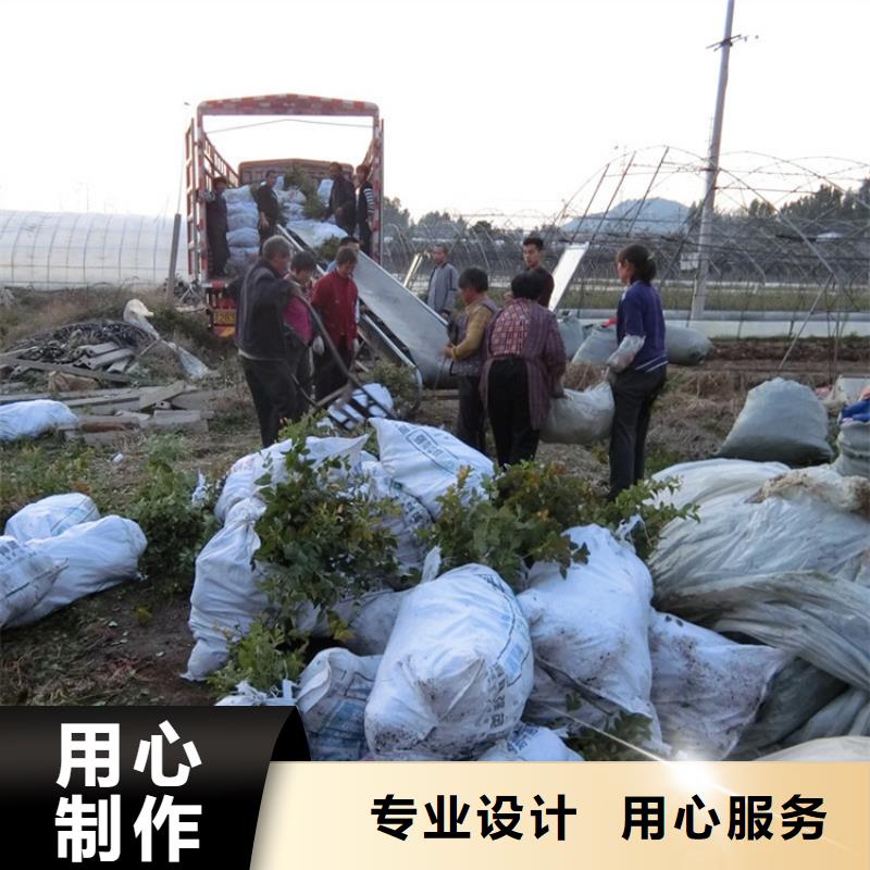 【蓝莓苗】_西瓜苗应用领域本地公司