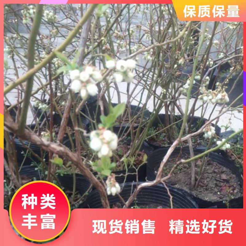 蓝莓苗,花椒苗制造生产销售物美价优