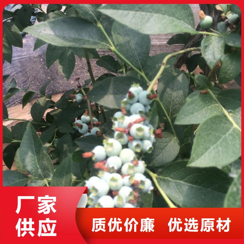 蓝莓苗奶油草莓精工打造现货供应