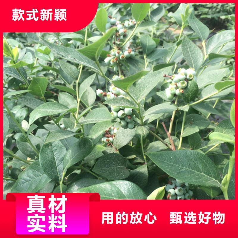 蓝莓苗苹果苗价格实惠工厂直供海量库存