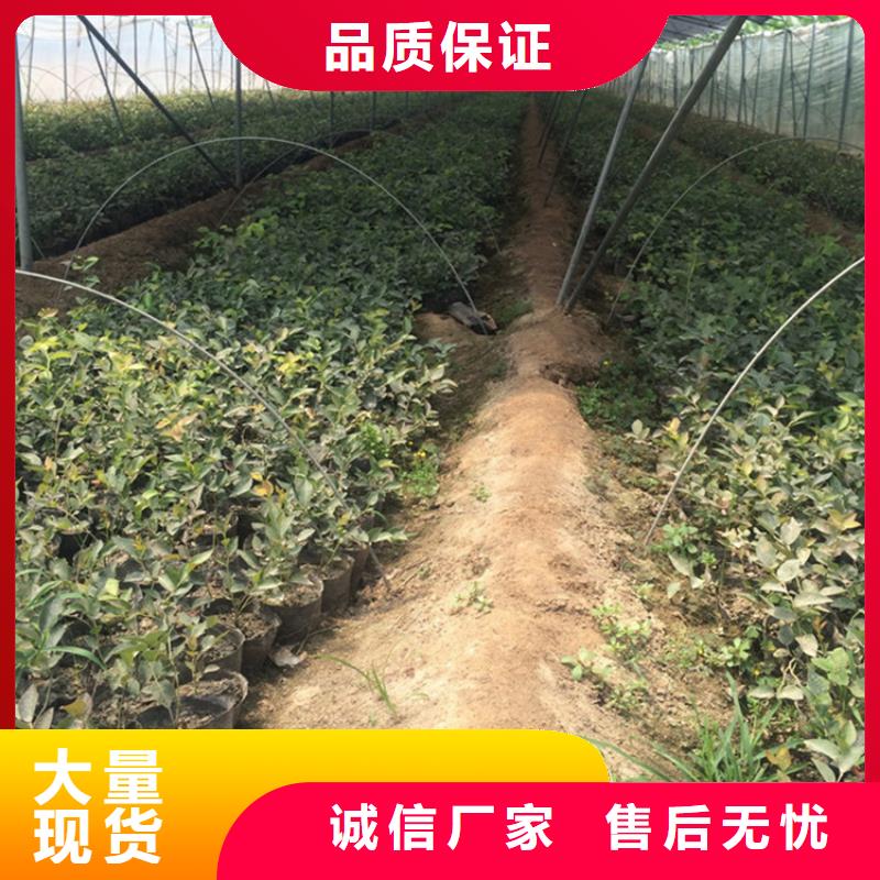 【蓝莓苗】奶油草莓源头把关放心选购专注质量