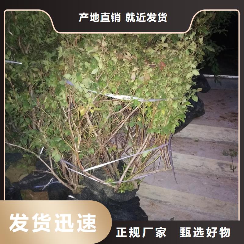 蓝莓苗_【蓝莓苗】厂家精选附近生产商