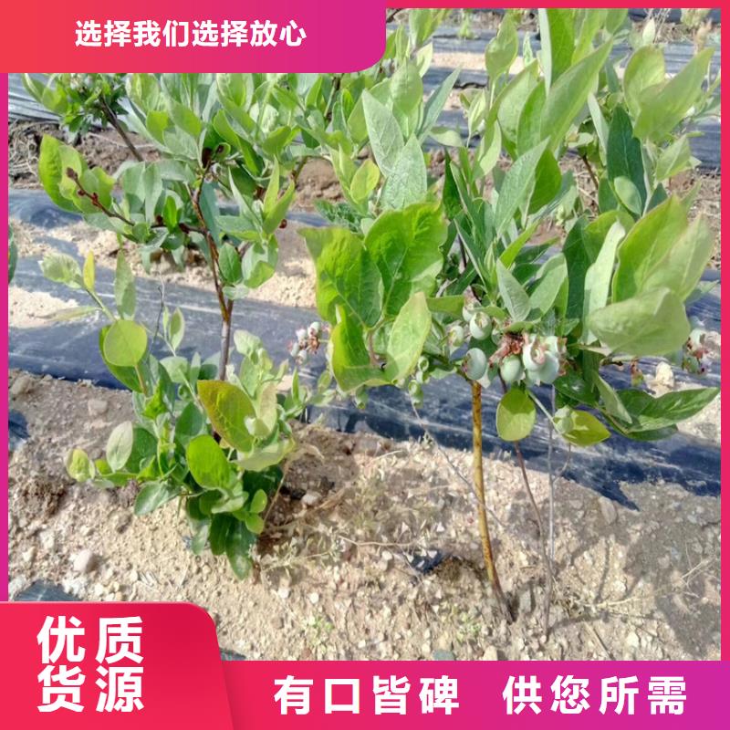 蓝莓苗杏树苗源头厂商当地品牌