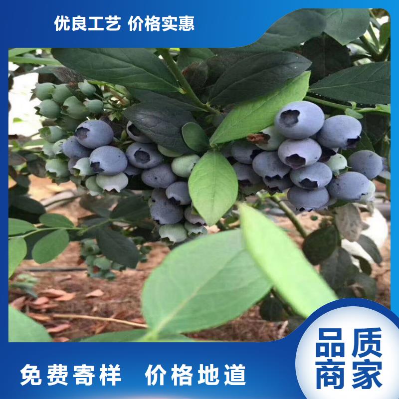 蓝莓苗真诚合作无中间商厂家直销