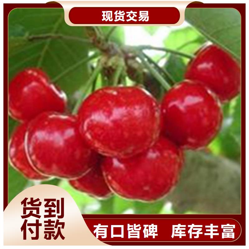 【樱桃蓝莓苗对质量负责】供您所需